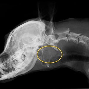 お正月、犬でも注意！