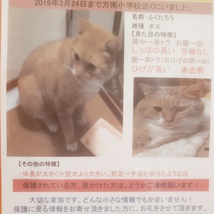 【迷子猫のお知らせ】