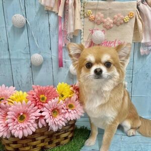 犬の健康診断キャンペーンスタート！