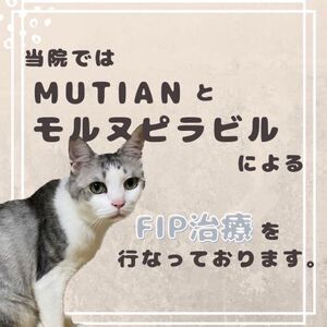 猫ちゃんのＦＩＰ治療