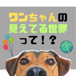 わんちゃんの見えてる世界って！？