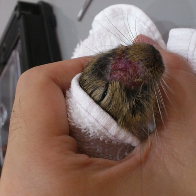 皮膚糸状菌症 動物別症例集 ココニイル動物病院 中野 高円寺 杉並 犬 猫 フェレット うさぎ 鳥 皮膚糸状菌症 動物別症例集 ココニイル動物病院 中野 高円寺 杉並 犬 猫 フェレット うさぎ 鳥