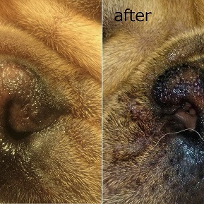 犬の鼻孔拡張手術