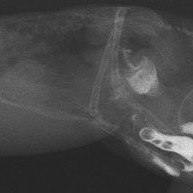 セキセイインコの腹壁ヘルニア