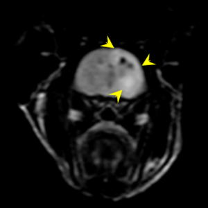ハリネズミの神経症状に対するMRI検査の有用性