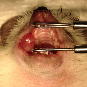 ハリネズミの口腔内腫瘍