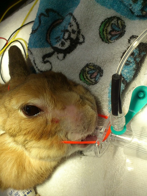 ウサギの歯根膿瘍 動物別症例集 ココニイル動物病院 中野 高円寺 杉並 犬 猫 フェレット うさぎ 鳥