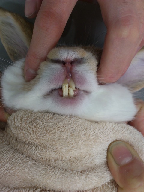 ウサギの不整咬合 動物別症例集 ココニイル動物病院 中野 高円寺 杉並 犬 猫 フェレット うさぎ 鳥