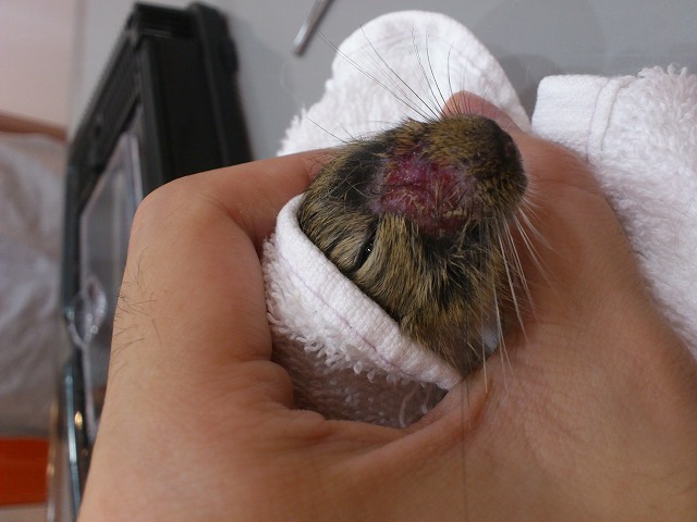 皮膚糸状菌症 動物別症例集 ココニイル動物病院 中野 高円寺 杉並 犬 猫 フェレット うさぎ 鳥