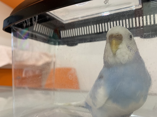 セキセイ インコ 吐く