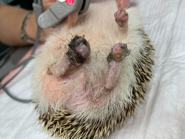 ハリネズミ 絞扼 動物別症例集 ココニイル動物病院 中野 高円寺 杉並 犬 猫 フェレット うさぎ 鳥