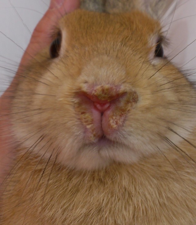 ウサギのトレポネーマ症 動物別症例集 ココニイル動物病院 中野 高円寺 杉並 犬 猫 フェレット うさぎ 鳥