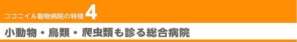 小動物・鳥類・両生類も診る総合病院