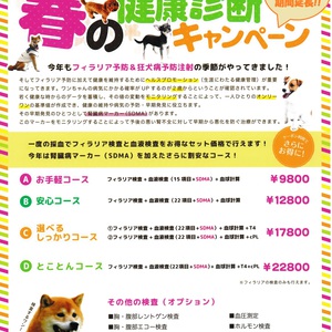 猫の健康診断